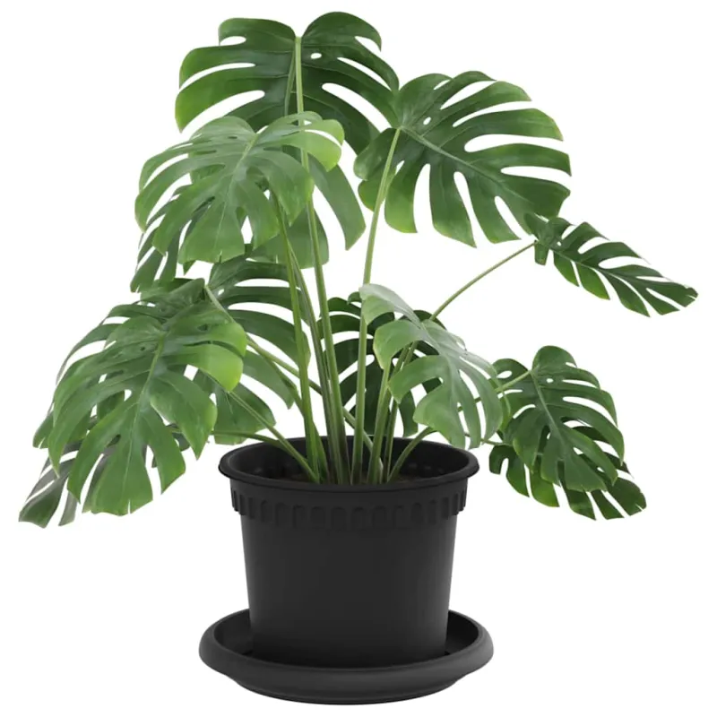 Augalų vazonai 24 pcs Juoda Ø 12,5 x 10 cm Plastmasė