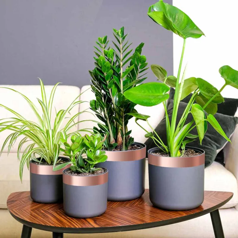 Varinė juostelė sraigių apsaugai 6 pcs Vario 50 mm x 20 m Vario