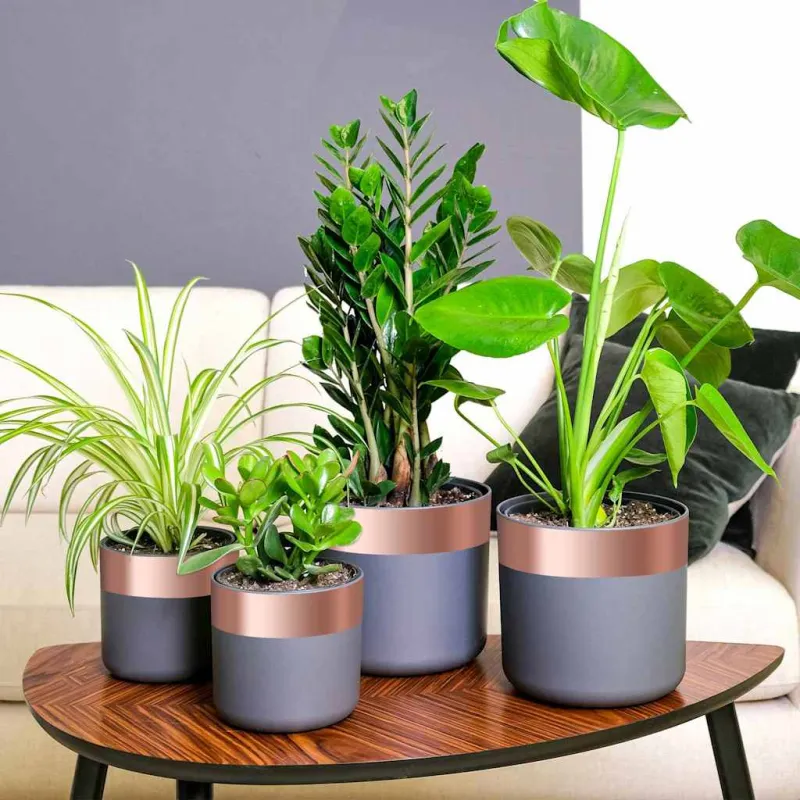Varinė juostelė sraigių apsaugai 6 pcs Vario 70 mm x 20 m Vario