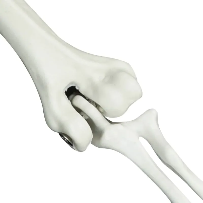 Helovino skeletas su žemės kuolais Balta 45,5 x 13 cm