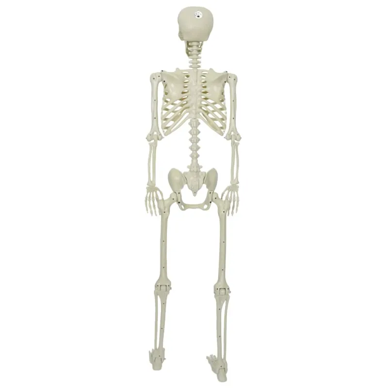 Helovino Skeleton Balta 155 x 38.5 cm Plastmasė