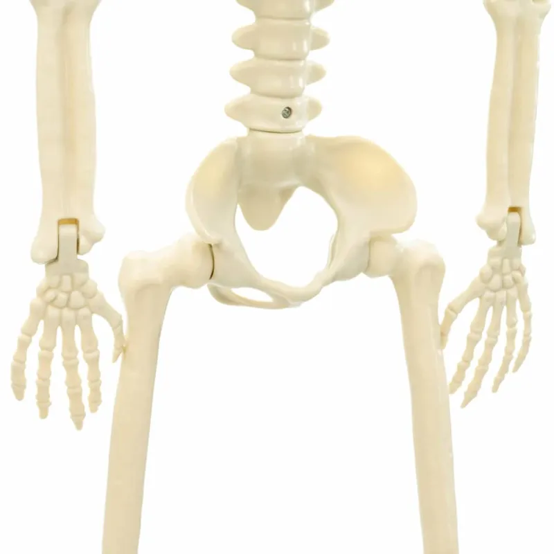 Helovino skeletas 2 pcs Balta 85 cm PVC
