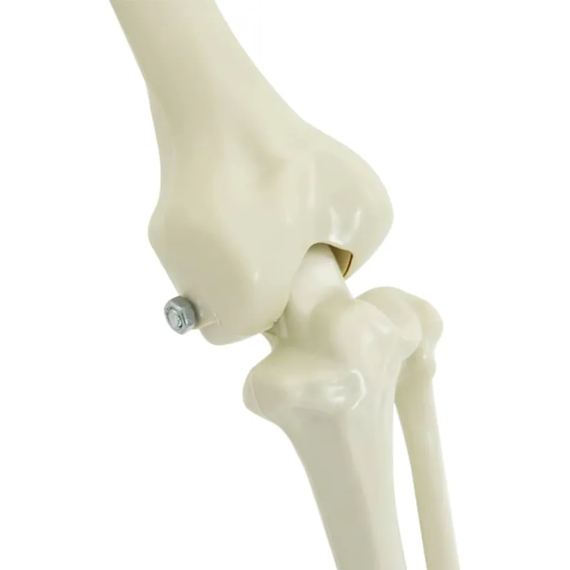Helovino puošmena -skeletas 2 pcs Balta Polipropilenas