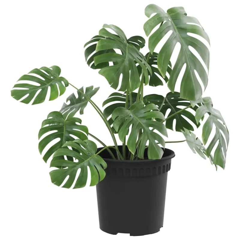 Apvalus gėlių vazonas 24 pcs Juoda Ø 15 x 12 cm Plastmasė